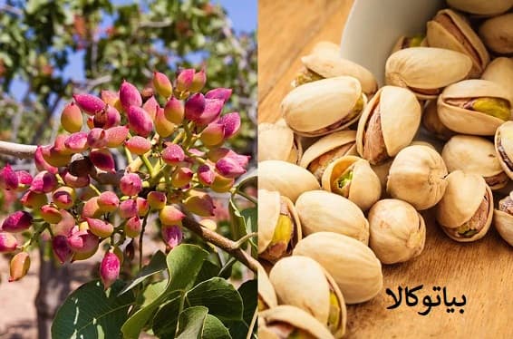 کاشت پسته در یزد